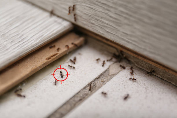 Best Pest Inspection Near Me  in St James, MD