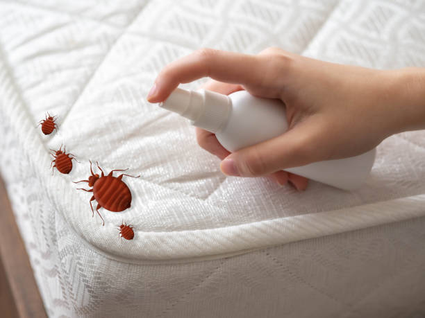 Best Spider Control Near Me  in St James, MD
