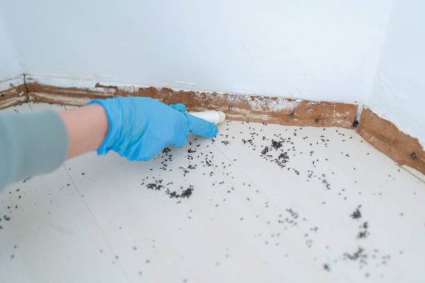 Best Cockroach Control Services  in St James, MD